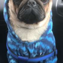 Мопс, в Москве