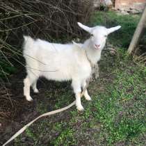 Молодая козочка, в Тихорецке
