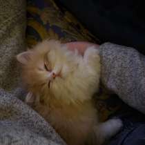 Котенок, в Москве