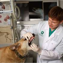 Ветеринарные услуги, в Ижевске
