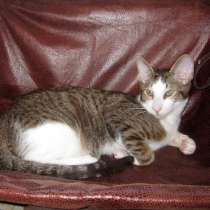 Котик петерболда, в Санкт-Петербурге