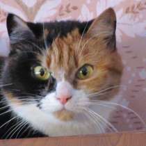 Кошечка красавица ищет дом, в Санкт-Петербурге