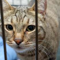 Кот Тайфун заставит вас забыть об одиночестве, в Москве