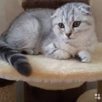 Кот на вязку 2000 котята от 2000, в Ярославле