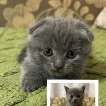 Продается котёнок, в Ногинске