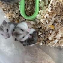 Отдам в добрые руки, в Нальчике