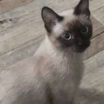 Котенок, в Челябинске