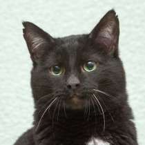 Благородный рыцарь Рамзес &mdash; черный кот в дар, в Москве