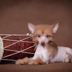 Голый мальчик Китайской хохлатой собаки, в Москве