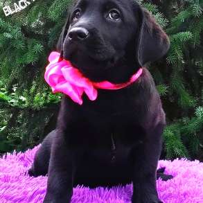 Labrador Retriever puppies, kennel BLACK'WHITE STARS, в г.Берлин