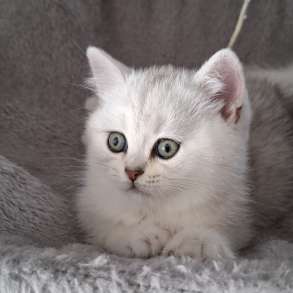 Британские котята, в г.Билефельд