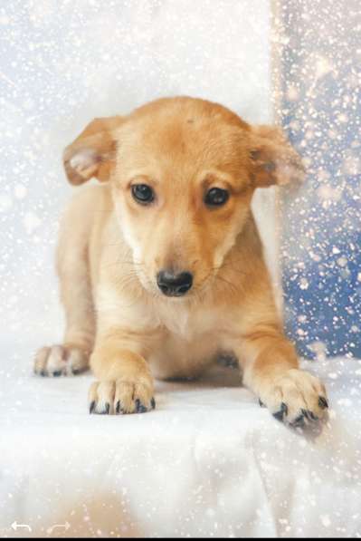 Щенки в добрые руки на Новый год! в Москве фото 4