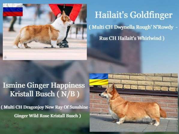 Подрощеный кобель Вельш Корги Пемброк в фото 27