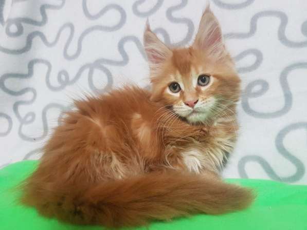 Девочки шоу/брид из питомника Arktur в Екатеринбурге фото 23