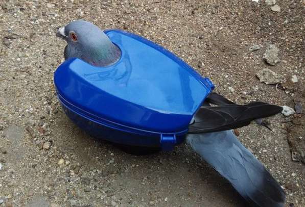 ✔ ✔ ✔ Голуби инструмент для переноски и лечения птиц голубь✔ в Астрахани фото 7
