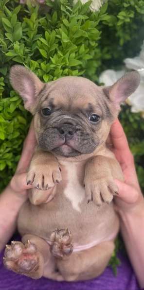 Французский бульдог. Blue fawn в 