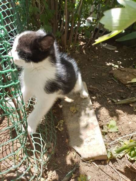 Очаровательные котята ищут дом и добрых хозяев в Саках фото 6