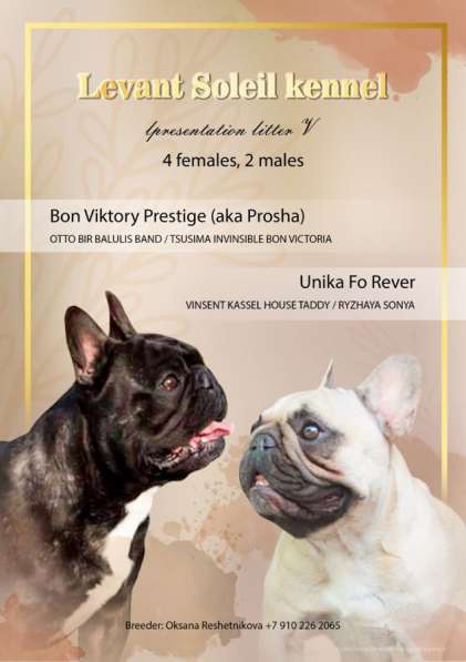 Французский бульдог вязка в Липецке фото 6