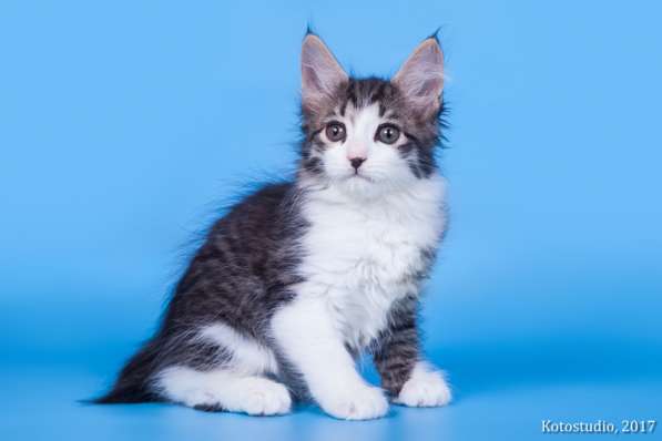 Котята курильского бобтейла в Пензе фото 15