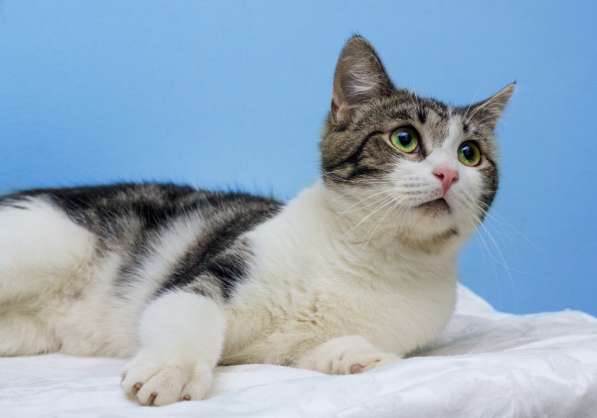 Котенок в добрые руки. Тошка-добрая душа в Москве фото 13