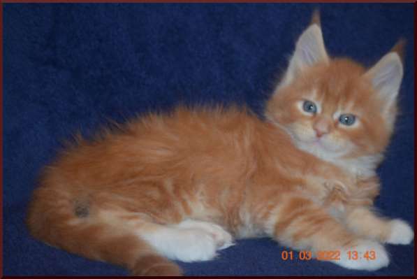 Роскошный черный котик мейн-кун из питомника в Астрахани фото 105