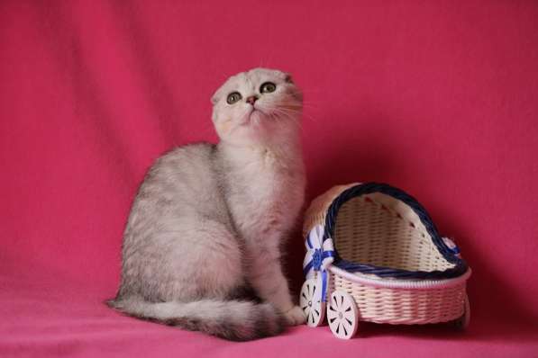 Котята Шотландской кошки из питомника в Воронеже фото 4