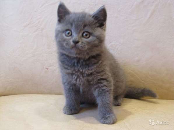 Проданы в Краснодаре фото 11