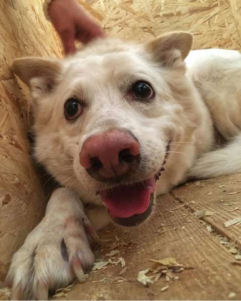 Пломбир ищет свою семью в Москве фото 17