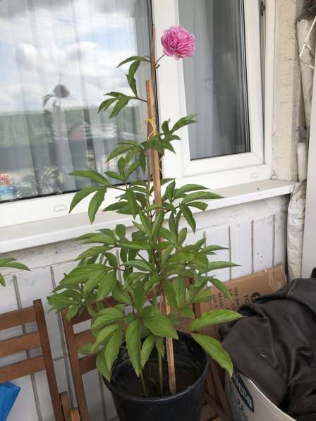 Пион розовый в Москве фото 10