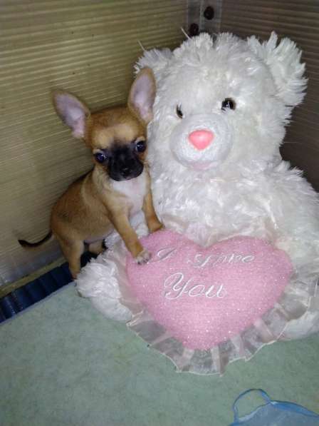 Милые щенки Чихуахуа 2 месяца в Железнодорожном фото 9