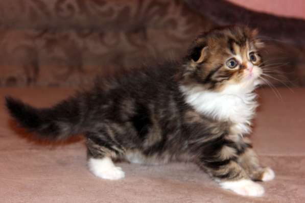 Шотландский вислоухий котёнок Нектар) в Екатеринбурге фото 9