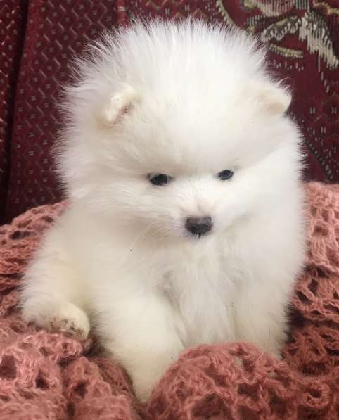 Pomeranian spitz