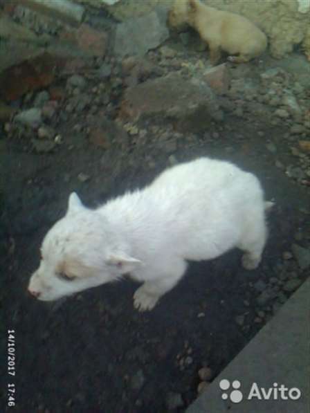 Отдам щенков дворняжки в Ленинск-Кузнецком фото 4