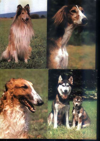 Открытки собаки Чехословакия в Санкт-Петербурге фото 8