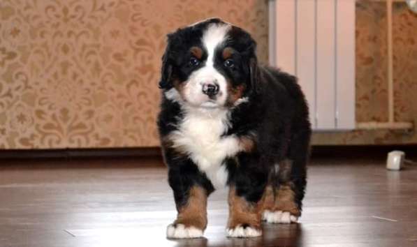 Щенки бернского зенненхунда из питомника в Москве фото 26