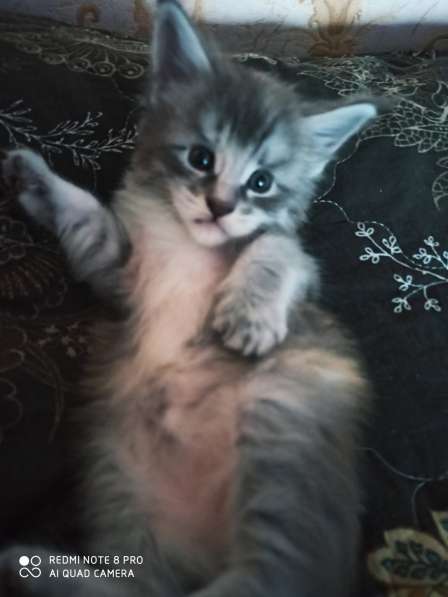 Продажа котят мейн кунов в Снежинске фото 7