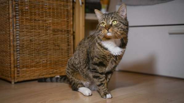 Вальяжный Боб в Москве фото 32