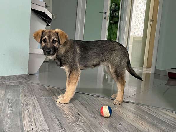 Очень милая девочка-щенок Мила ищет добрые руки в Москве фото 6