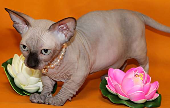 Девочка шоколадная бамбино в фото 7