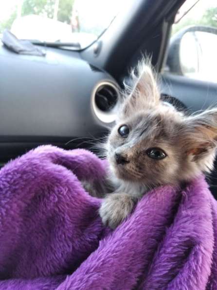 Отдам котенка в Краснодаре фото 3