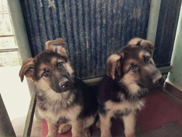 Щенок немецкой овчарки девочка с родословной в Симферополе фото 5