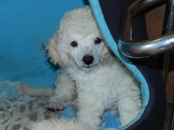 Poodle. Apricot and white boy's в фото 8