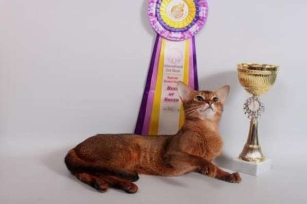 Абиссинский кот на вязку, чемпион