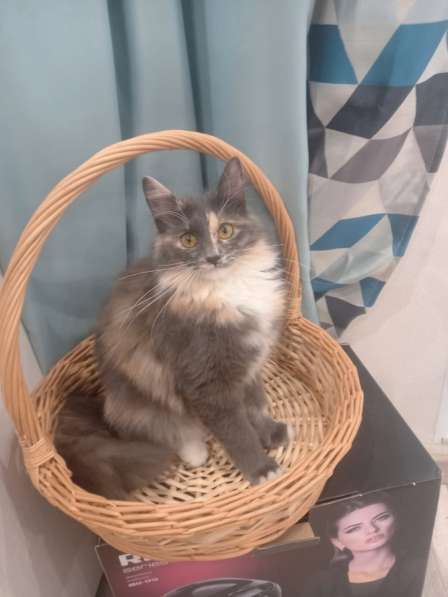 Эксклюзивные котята (10 мес.) в дар в Москве фото 148