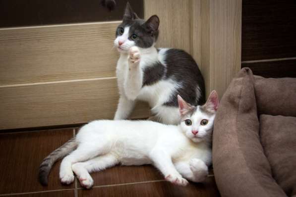 Три котенка в добрые руки