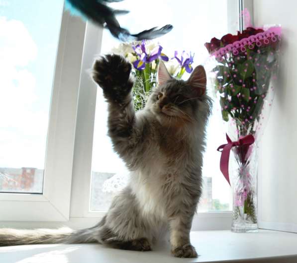 Свободны шикарные котята мэйн-куны редких окрасов в Москве фото 7