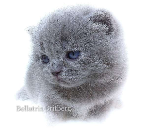 Британские лиловые и голубые котята в Иванове фото 5