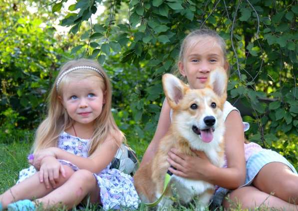 Подрощеный кобель Вельш Корги Пемброк в фото 32