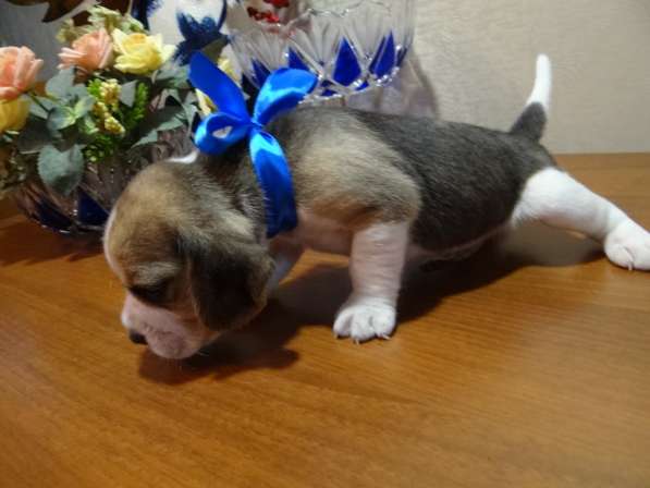 Продаются щенки бигля в Волгограде фото 23