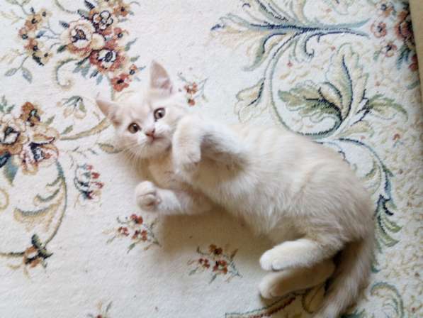 Шотландский Котёнок (Скоттиш-страйт) в Симферополе фото 9